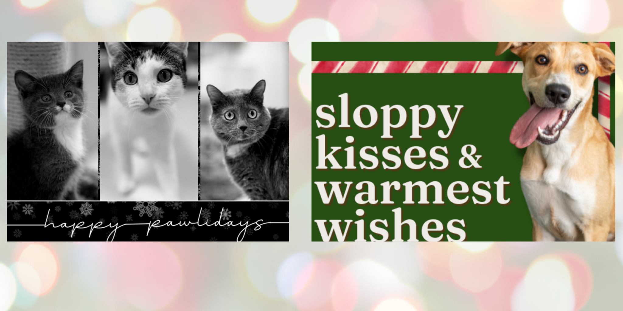 Holiday Cards for Sale! The Humane Society of Memphis & Shelby County